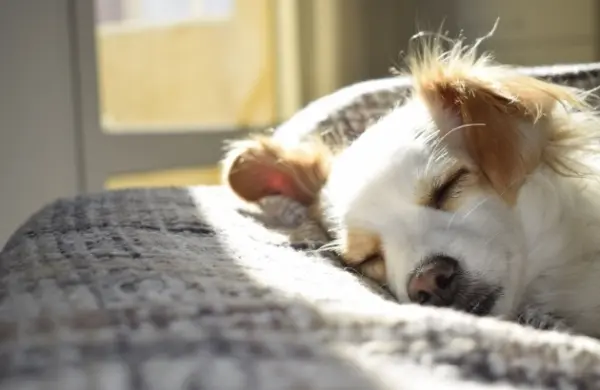 Hotel etiquette for guests with dogs