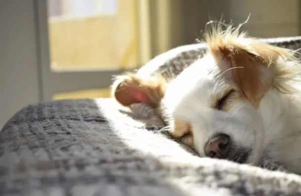 Hoteletikette für Gäste die mit dem Hund kommen